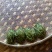 普洱茶二级