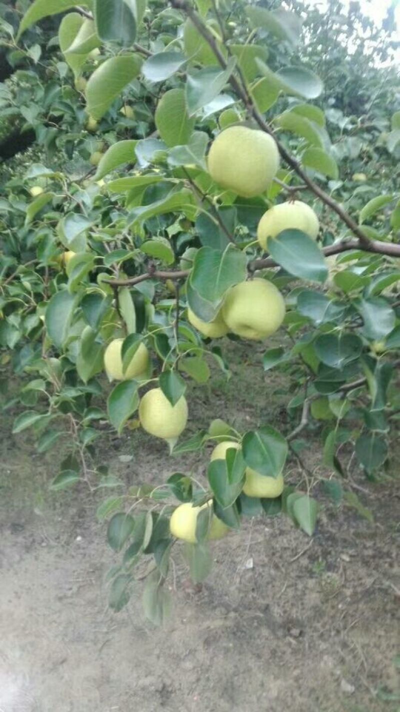 黄冠梨，