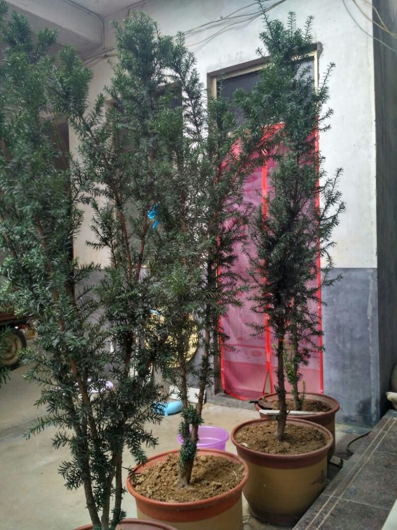 曼地亚红豆杉2~4cm4cm以下2.5~3米