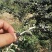 黑枸杞干货头茬