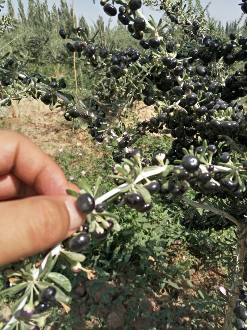 黑枸杞干货头茬
