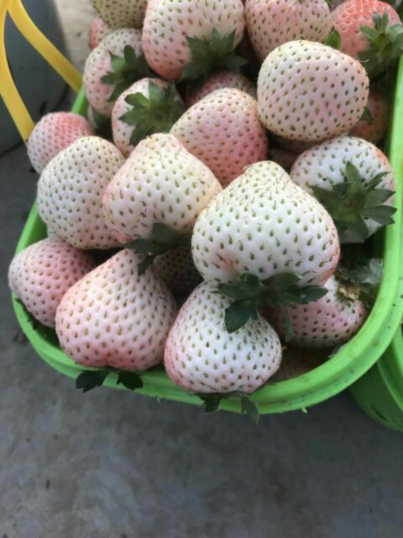 白雪公主草莓苗10~20cm
