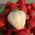 白雪公主草莓苗10~20cm