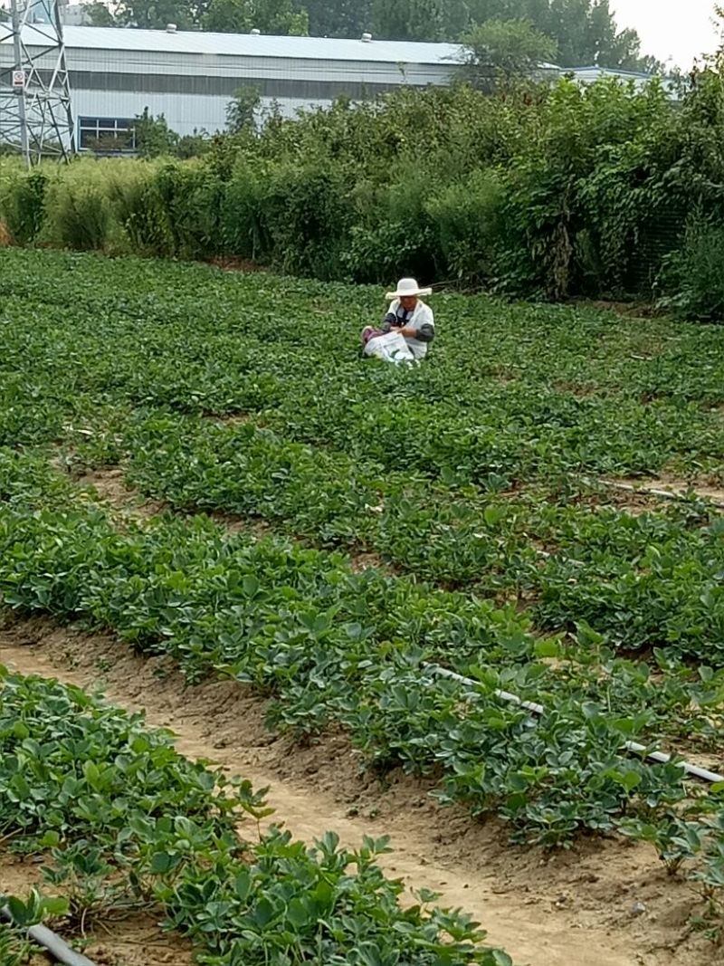 全明星草莓苗10cm以下