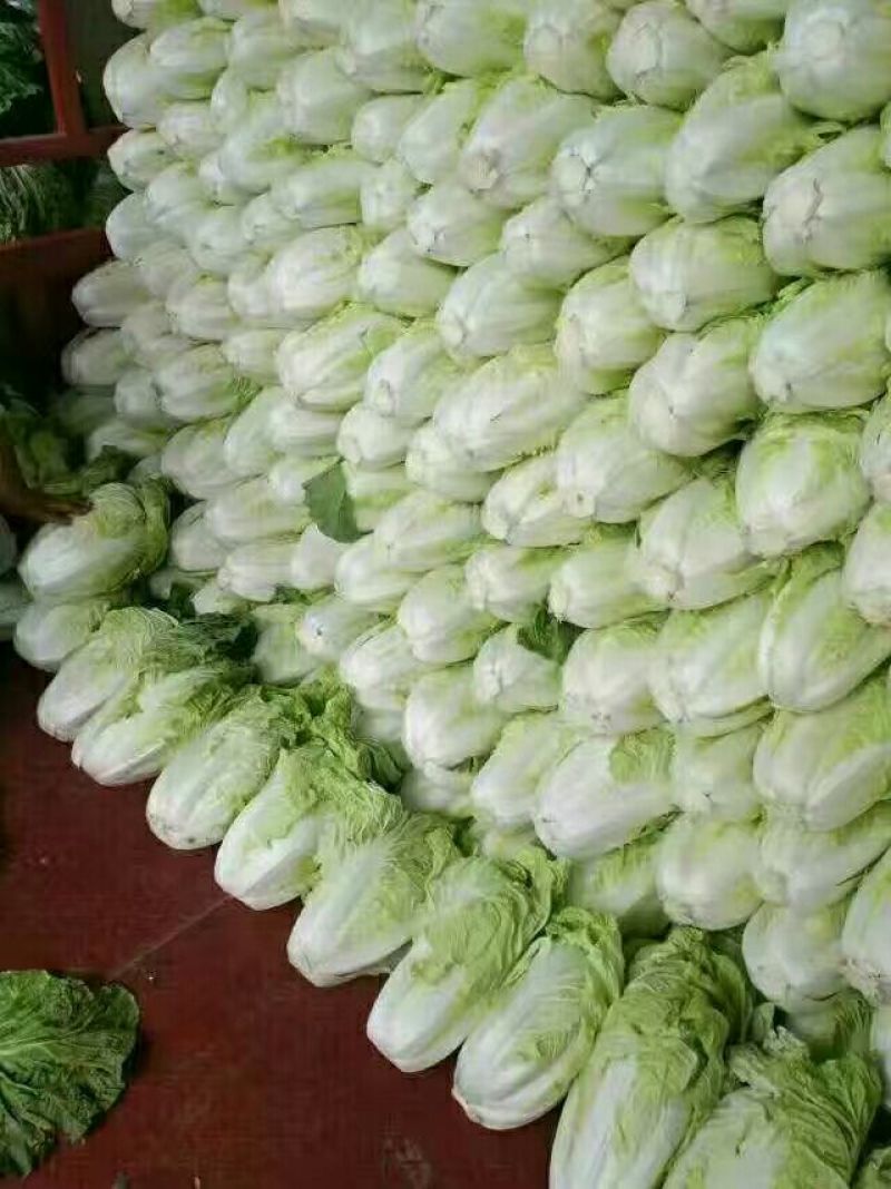 夏阳白菜2到3斤净菜，精品小颗。。。