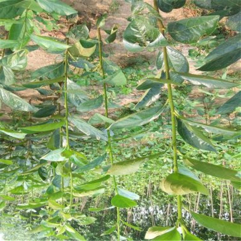 柿子树苗100~150cm
