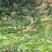 柿子树苗100~150cm