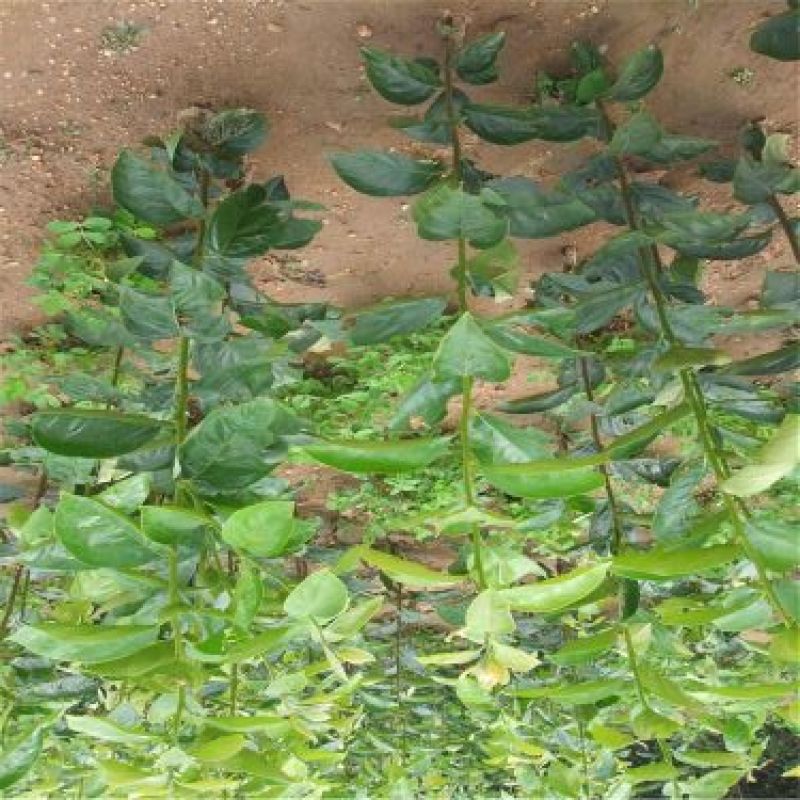 柿子树苗100~150cm