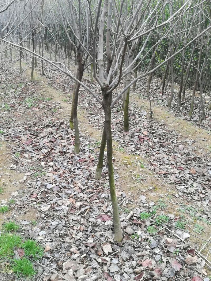 柿子树苗100~150cm