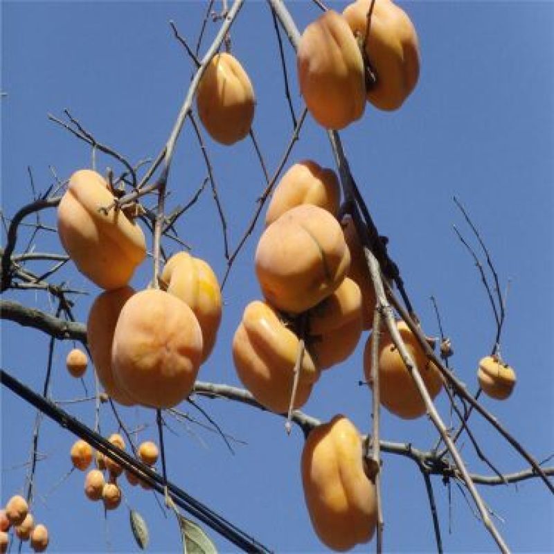 柿子树苗100~150cm