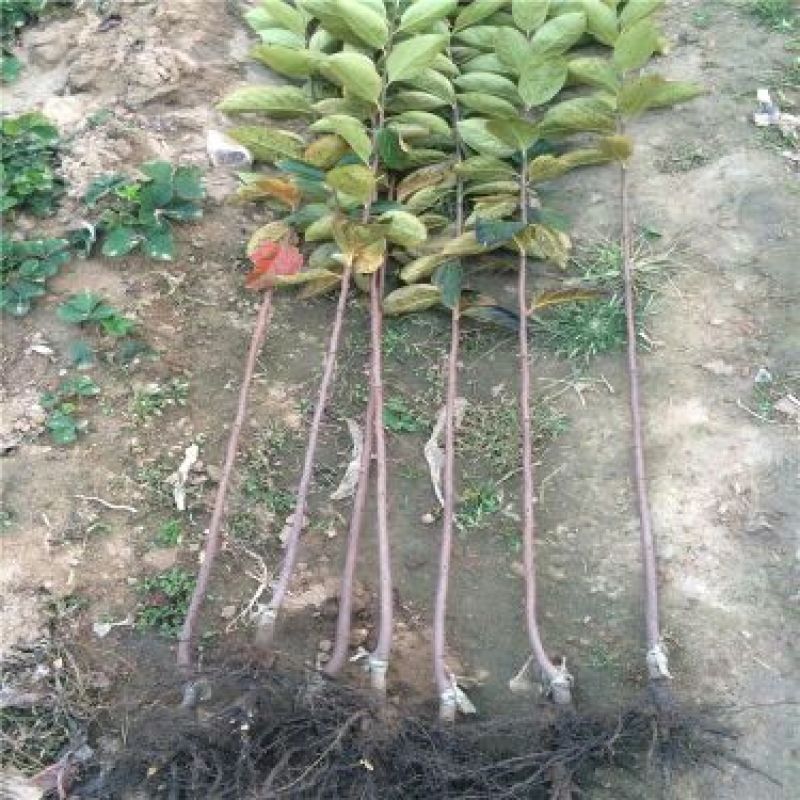 柿子树苗100~150cm