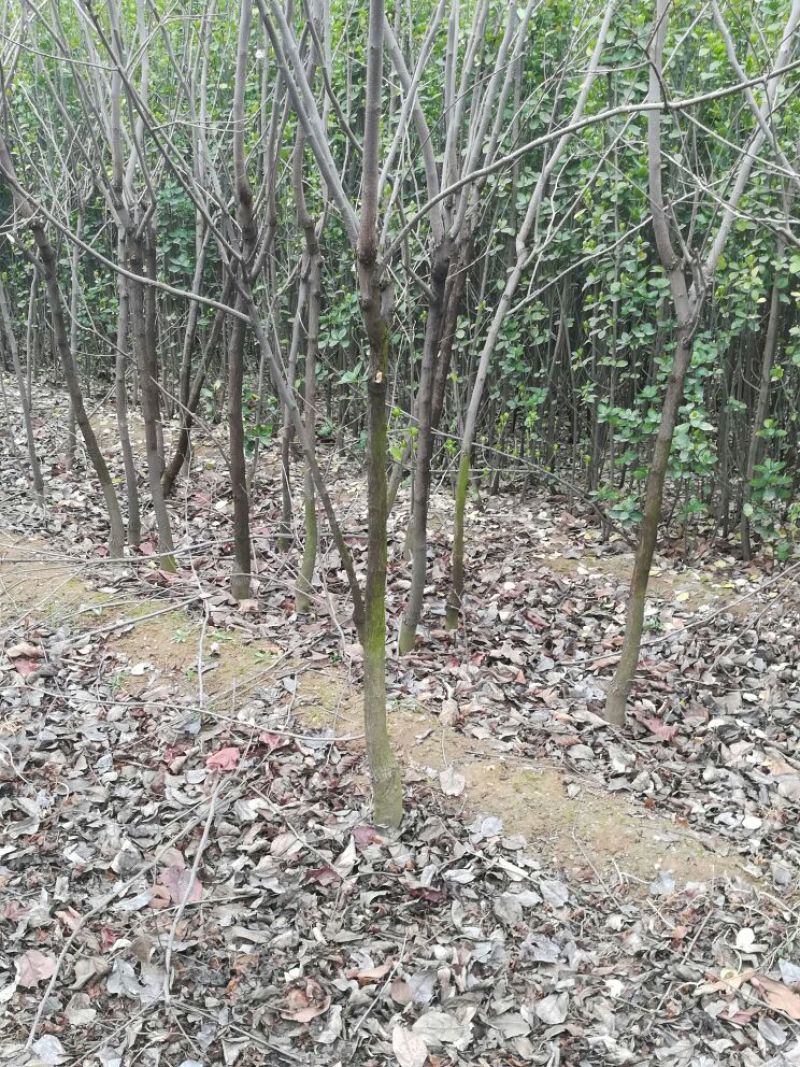 柿子树苗100~150cm