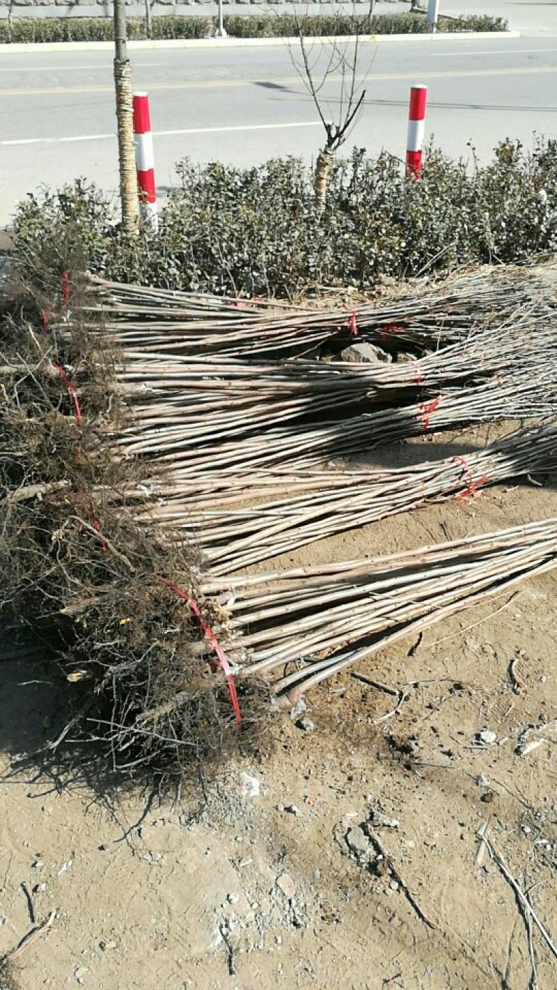 柿子树苗100~150cm