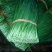 韭菜头茬