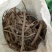 白芍生狗头片