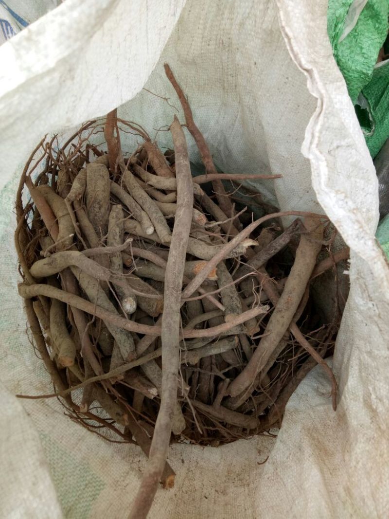 白芍生狗头片