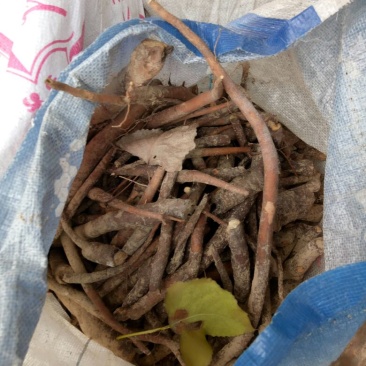 白芍生狗头片