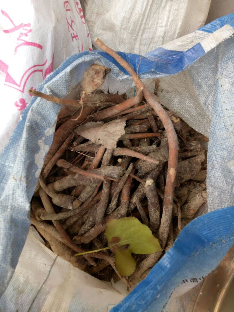白芍生狗头片
