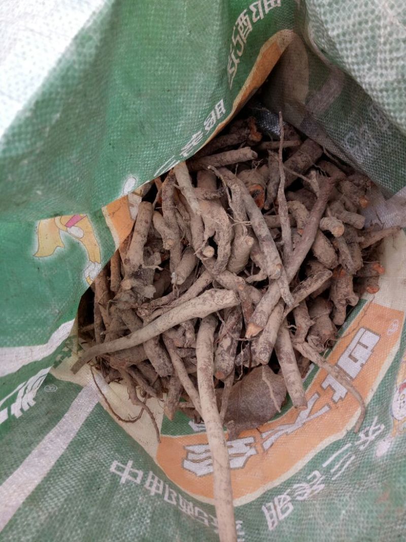 白芍生狗头片