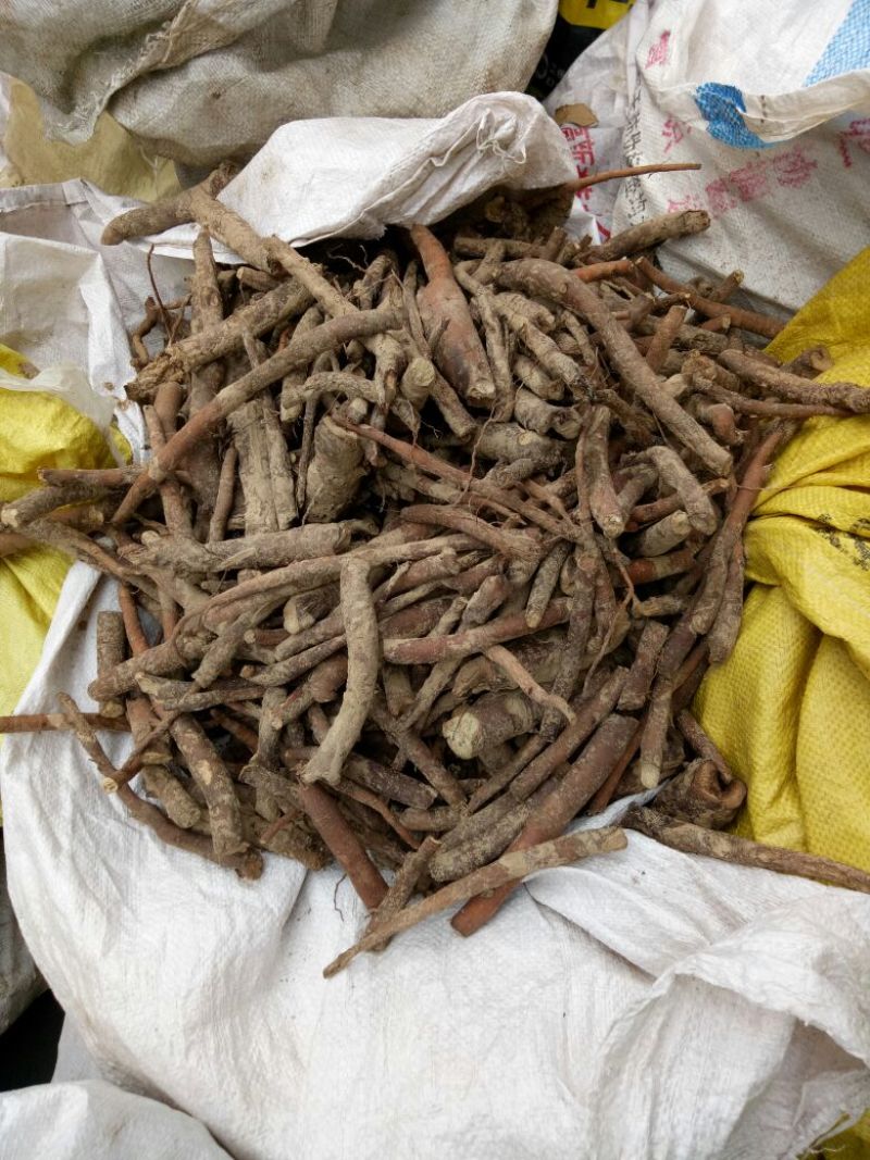 白芍生狗头片