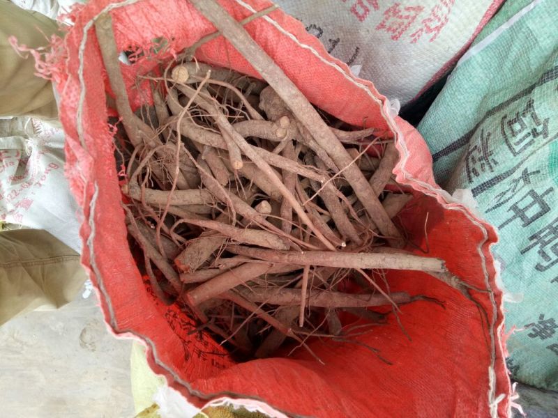 白芍生狗头片
