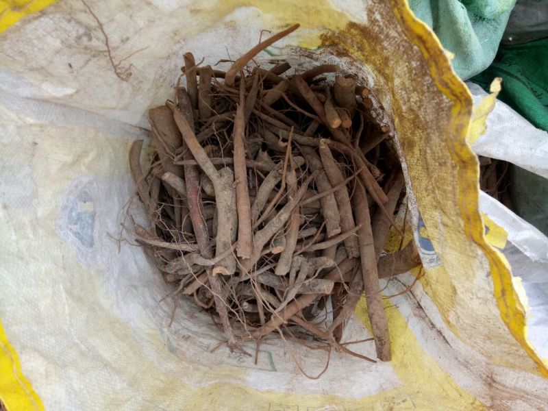 白芍生狗头片