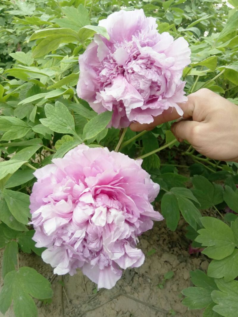 精品观赏牡丹，五年原颗大苗，进口观赏牡丹，盆栽牡丹，