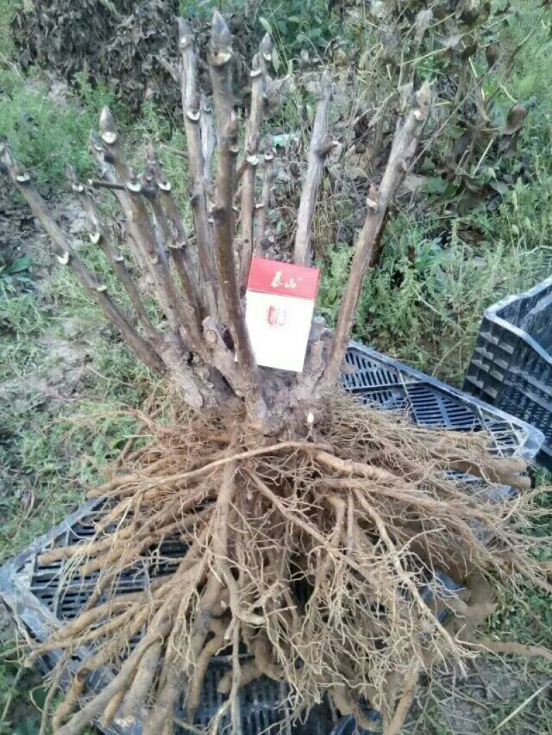 精品观赏牡丹，五年原颗大苗，进口观赏牡丹，盆栽牡丹，