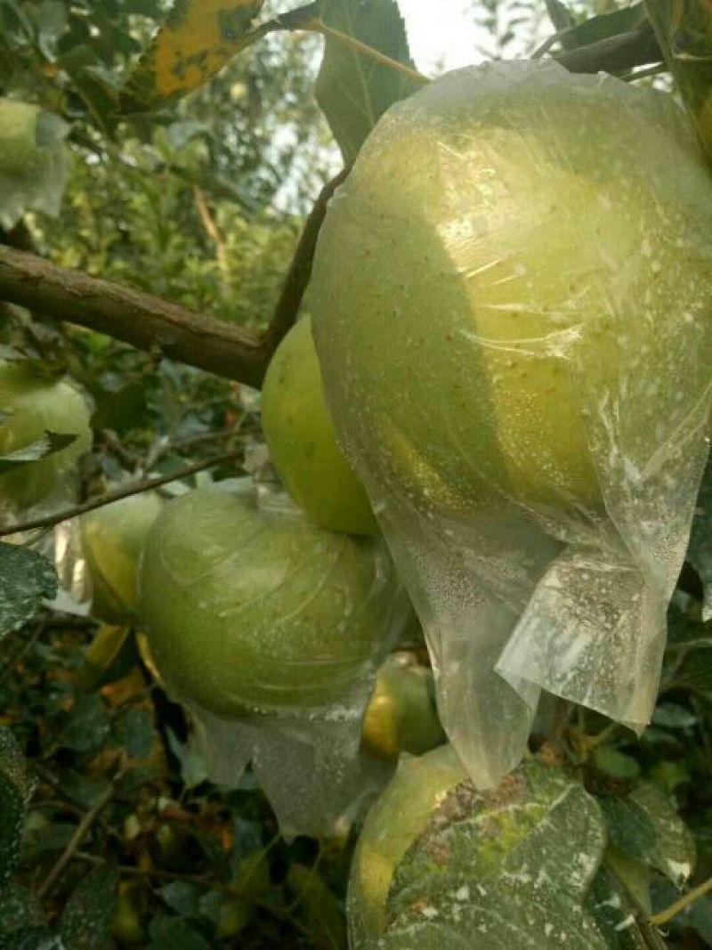 金帅苹果产地直销货源稳定可视频看货订购