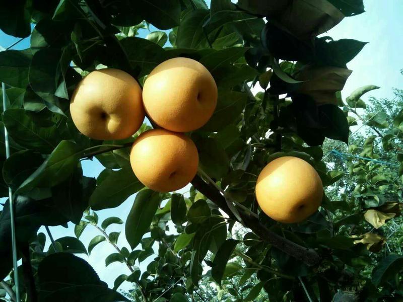 【一件代发】秋月梨脆甜多汁新鲜水果现摘现发对接电商社团