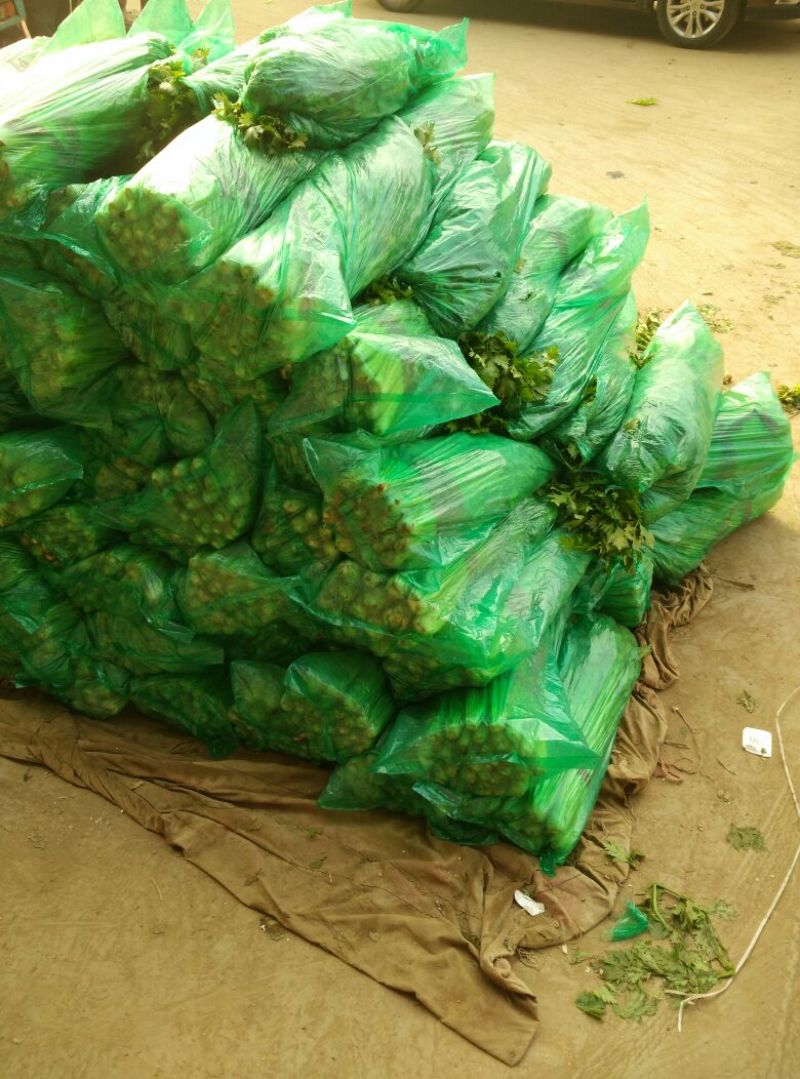 精品芹菜，45cm以上
