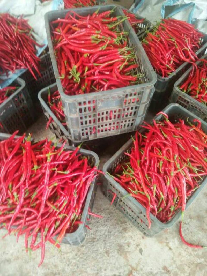 艳红辣椒5~10厘米中辣红，产地直供，欢迎洽谈订购