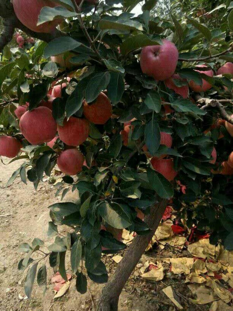 【推荐】精品红富士苹果常年供应条纹片红全红果保质保量