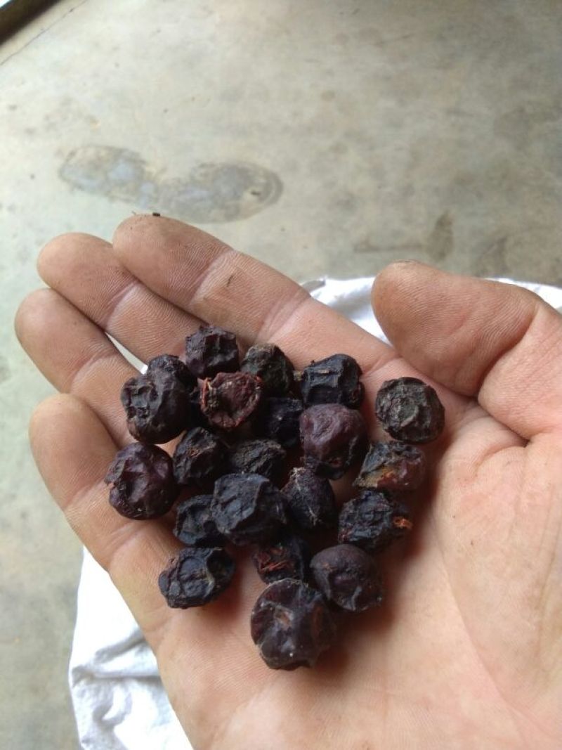 野生乌梅——乌梅汤药食两用