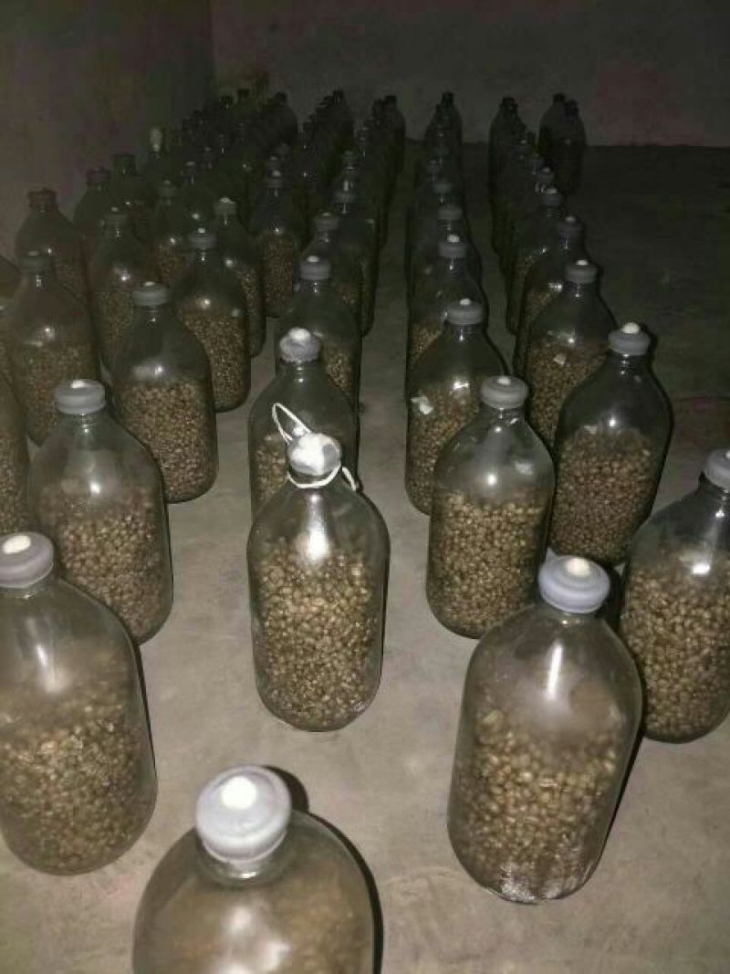 平菇菌种原种