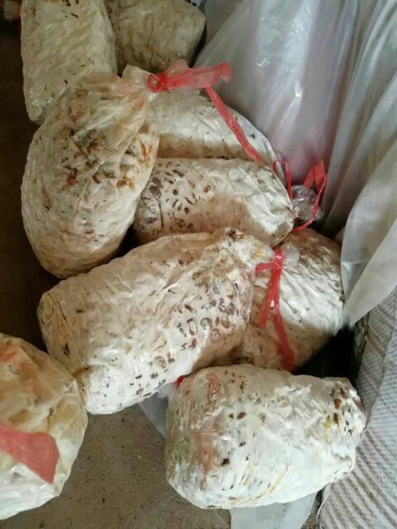 平菇菌种原种