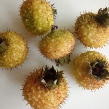 刺梨鲜