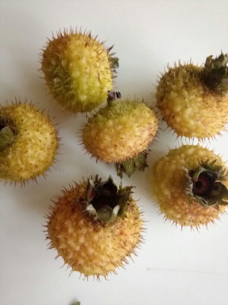 刺梨鲜