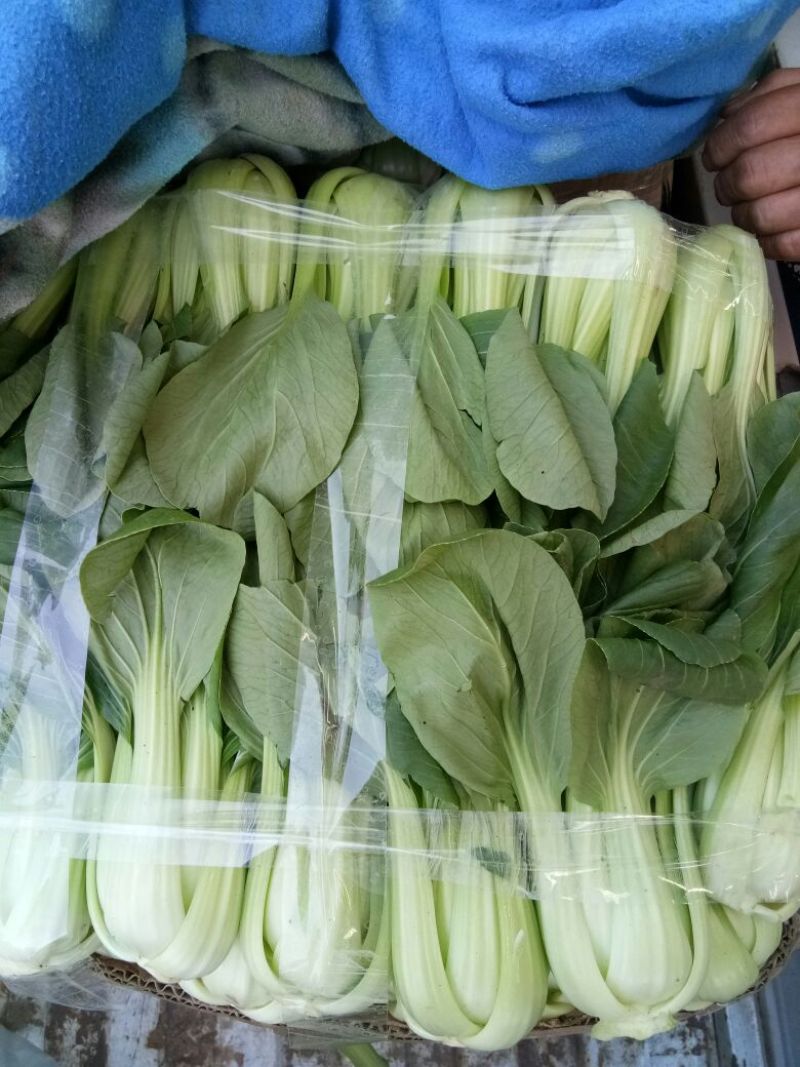 河北小油菜量大产地发货品质保证接商超市场电商