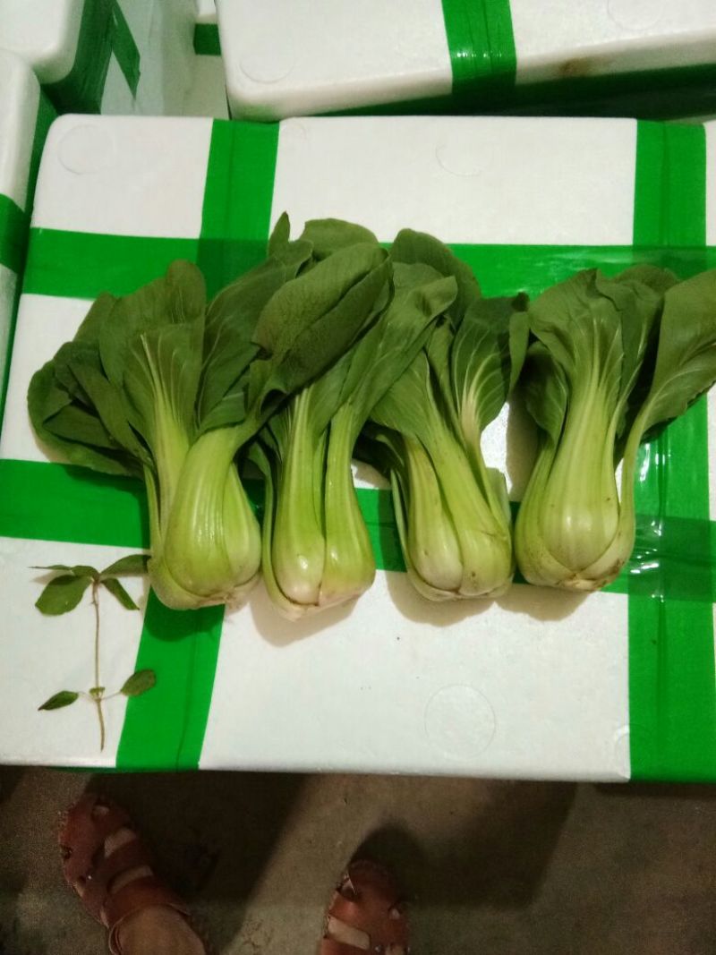 河北小油菜量大产地发货品质保证接商超市场电商
