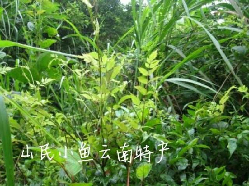 藤条茶一级