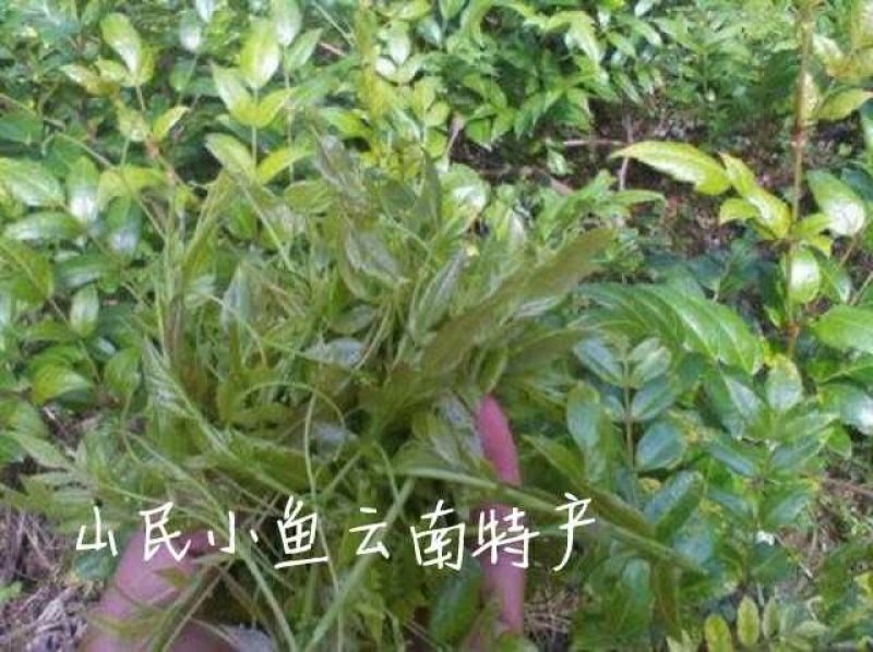 藤条茶一级