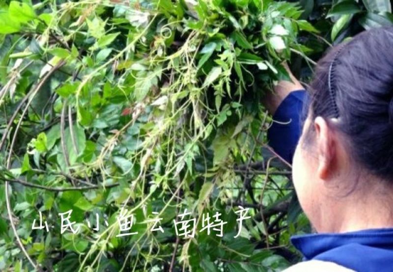 藤条茶一级