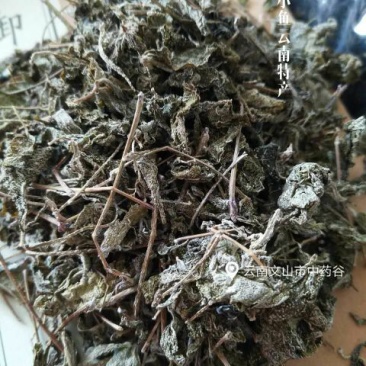 藤条茶一级