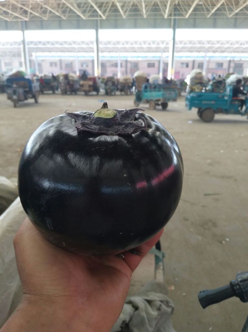 【推荐】精品圆茄，货源充足，鲜货供应，代办代发产地直销