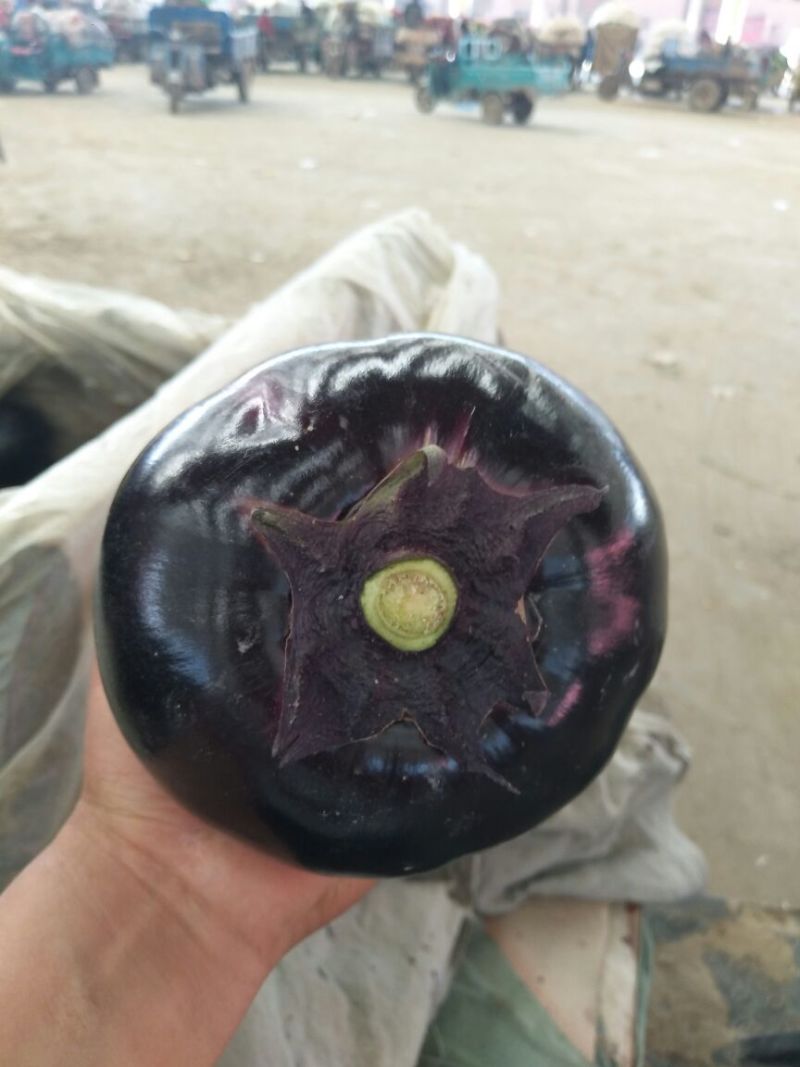 【推荐】精品圆茄，货源充足，鲜货供应，代办代发产地直销