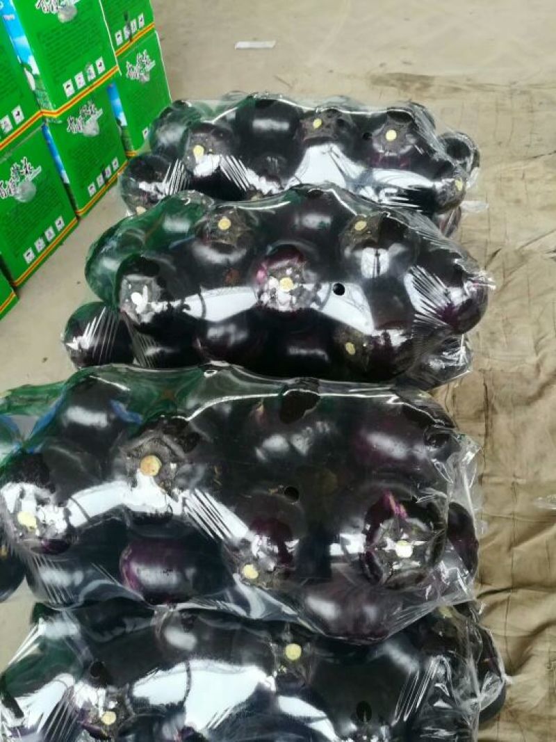 【推荐】精品圆茄，货源充足，鲜货供应，代办代发产地直销