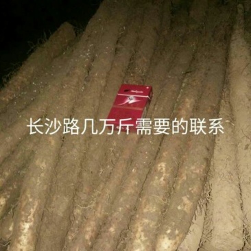 九斤黄山药6~8厘米一级通货50~70厘米