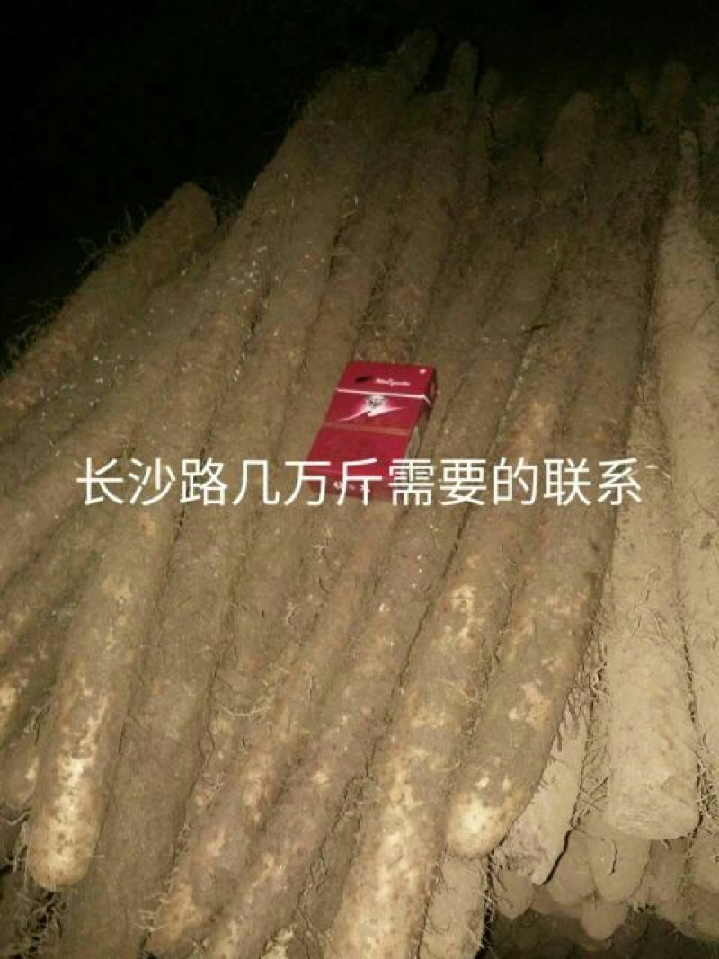 九斤黄山药6~8厘米一级通货50~70厘米