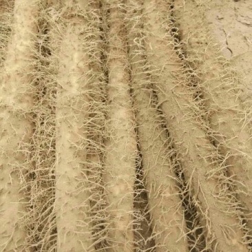 白玉山药3~4厘米一级通货40~50厘米